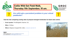 Collie Wild Oat Field Walk, Thursday 11th September, 10 am.