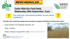 RESCHEDULED: Collie Wild Oat Field Walk, Wednesday 24th September, 3 pm.